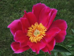 Пион Мисс Мэри (Paeonia Miss Mary)