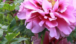 Пион Мистресс (Paeonia Mistress)