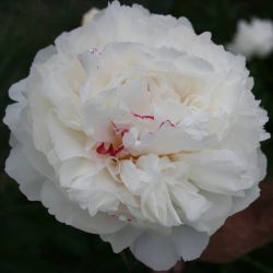 Пион Мсье Дюпон ( Paeonia Mons. Dupont)