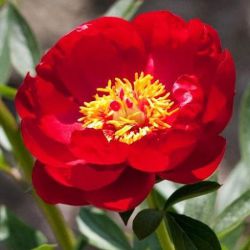 Пион Монтезума ( Paeonia Montezuma)