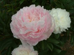 Пион Мунстоун / Лунный камень (Paeonia Moonstone)