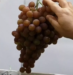 Виноград Эльдорадо