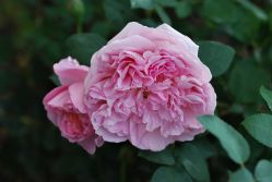 Дама Де Шенонсо (Dames de Chenonceau)