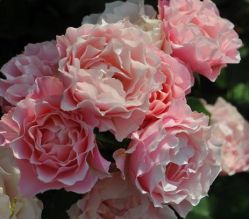Порселейн Д*Ориент, Дафне (Porcelaine d'Orient, Daphne)