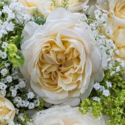 Роза Фриденслихт / Мемориал Роуз (Friedenslicht / Memorial Rose)