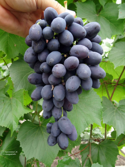 виноград, малиновый звон, плодовые морозостойкие - Экзотик Флора