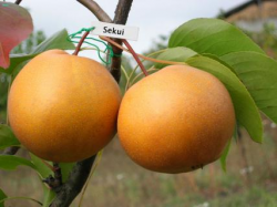 Японская груша (Нихоннаси)