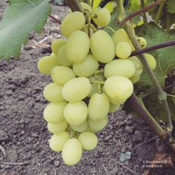 виноград, малиновый звон, плодовые морозостойкие - Экзотик Флора
