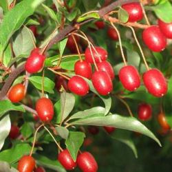 Гуми (лох многоцветковый Elaeagnus multiflora) сорт Монерон