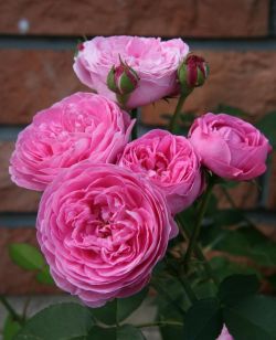 Луис Одьер (Park rose Louise Odier)парковая.