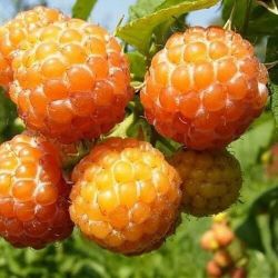 Малина Кумберленд Голд