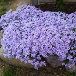 Флокс Бенита