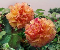 Пион древовидный Кинкаку (Paeonia suffruticosa Jin Ge Kinkaku)