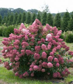 Гортензия метельчатая Файер Лайт (Hydrangea paniculata Fire Light)