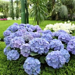Гортензия крупнолистная Амор Блю (Hydrangea macrophylla Amor Blue)