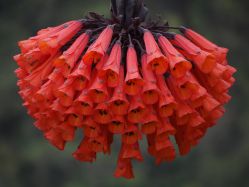 Бомарея Ред