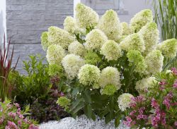 Гортензия метельчатая Скайфолл (Hydrangea paniculata Skyfall)