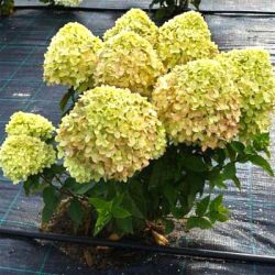 Гортензия метельчатая Литл Пешн (Hydrangea paniculata Little Passion)