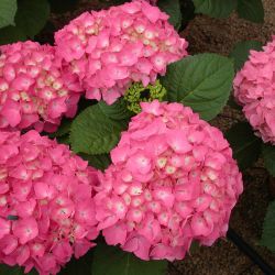 Гортензия крупнолистная Фройденштайн (Hydrangea macrophylla Freudenstein)