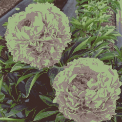 Пион Нежное Кружево (Paeonia Negnoe Krugevo)
