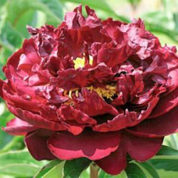 Пион Марсианин (Paeonia Marsianin)