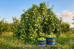Груша колоновидная Гранд Чемпион