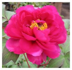 Пион древовидный Пурпурная бабочка в золоте (Paeonia Suffruticosa Zi die xian jin)