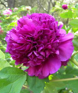 Пион древовидный Гранатовый браслет (Paeonia Shou an hong)