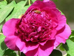 Пион древовидный Красное платье (Paeonia Suffruticosa Zhuang yuan hong)
