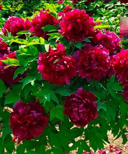 Пион древовидный Красные облака Бай Юана (Paeonia Baiyuan's Red Clouds / Bai Yuan Hong Xia)