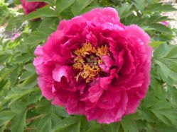 Пион древовидный Красный лист (Paeonia suffruticosa Juan Ye Hong / Coiled Leaf Red)