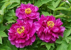 Пион древовидный Красный сад Ли (Paeonia suffruticosa Luo Yang Hong / Luoyang Red)