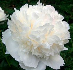 Пион древовидный Нефритовая принцесса (Paeonia Suffruticosa Jade Princess)