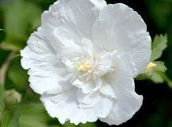 Гибискус Адмирал Девей (Hibiscus Admiral Dewey)