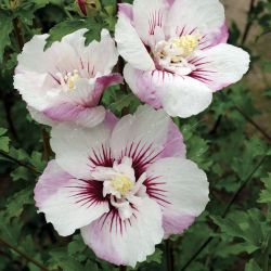 Гибискус Пинки Спот (Hibiscus Pinky Spot)