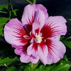 Гибискус Пёрпл Пиллар (Hibiscus Purple Pillar)