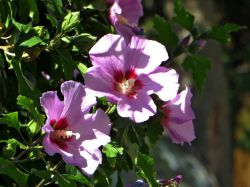 Гибискус Майке (Hibiscus Maike)