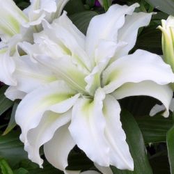 Лилия Roselily Maxima (Роузлили Максима)