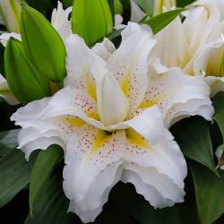 Лилия Roselily Sita