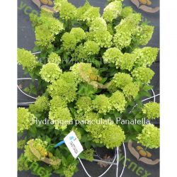 Гортензия метельчатая Панателла (Hydrangea paniculata Panatella)