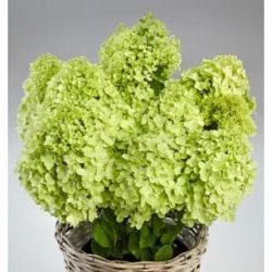 Гортензия метельчатая Пандриа (Hydrangea paniculata Pandria)