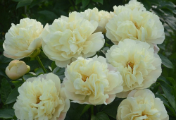 Пион Пич энд Крим (Paeonia Peach and Cream)