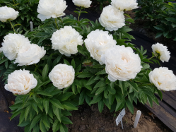 Пион Паффед Коттон (Paeonia Puffed Cotton)
