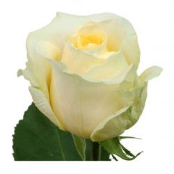 Роза Крем Де Ля Крем (Cream de la Cream)
