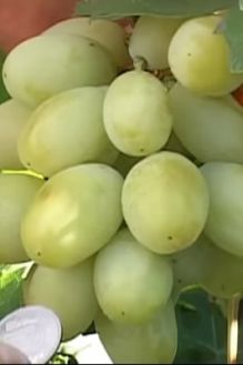 Виноград Взлётная полоса