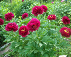 Пион Олд Фейтфул ( Paeonia Old Faithful)