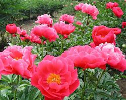 Пион Паула Фей (Paeonia Paula Fay)