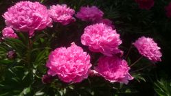 Пион Питертье Фринд Вагенаар/Магический крап (Paeonia Pietertje Vriend Wagenaar)