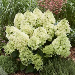 Гортензия метельчатая Би Хеппи (Hydrangea paniculata Bee Happy)