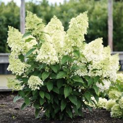Гортензия метельчатая Мэджикал Маттерхорн (Hydrangea paniculata Magical Matterhorn)